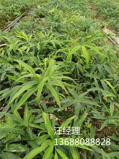 成都農科源科技有限公司